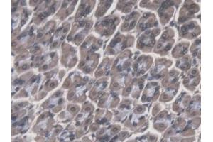 IHC-P analysis of Mouse Stomach Tissue, with DAB staining. (Cathepsin F 抗体  (AA 249-462))