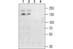Western blot analysis of rat (lanes 1 and 3) and mouse (lanes 2 and 4) brain membranes: - 1,2. (Metabotropic Glutamate Receptor 4 抗体  (Extracellular, N-Term))