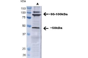 Western blot analysis of Human A549 showing detection of ~ 50 kDa TNF-R1 protein using Rabbit Anti-TNF-R1 Polyclonal Antibody (ABIN2482038). (TNFRSF1A 抗体  (AA 20-43) (FITC))