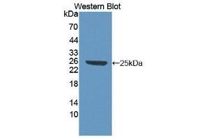 Western Blotting (WB) image for anti-High Mobility Group Box 1 (HMGB1) (AA 1-215) antibody (ABIN1861434) (HMGB1 抗体  (AA 1-215))