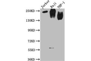 Western Blot (CD45 抗体  (AA 24-575))