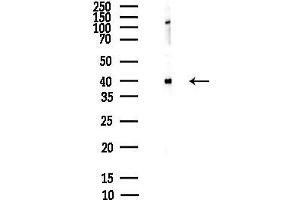 anti-Growth Associated Protein 43 (GAP43) (C-Term) antibody