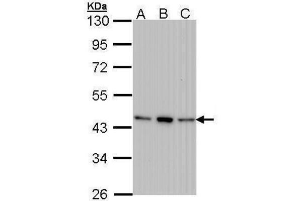AHSA1 antibody  (Center)