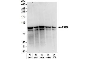 Western Blotting (WB) image for anti-Fragile X Mental Retardation, Autosomal Homolog 2 (FXR2) (AA 637-673) antibody (ABIN7450264)
