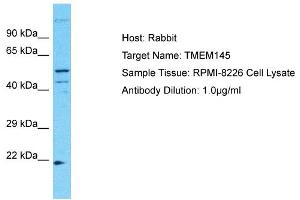Host: Rabbit Target Name: TMEM145 Sample Type: RPMI-8226 Whole Cell lysates Antibody Dilution: 1. (TMEM145 抗体  (N-Term))
