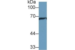 Western Blotting (WB) image for anti-Heat Shock 70kDa Protein 1-Like (HSPA1L) (AA 1-641) antibody (ABIN7436975)