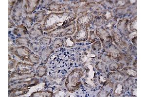 Formalin-fixed and paraffin embedded mouse kidney labeled with Anti-BFGF/FGF2 Polyclonal Antibody, Unconjugated (ABIN726425) followed by conjugation to the secondary antibody and DAB staining (FGF2 抗体  (AA 143-250))