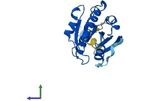 Protein Structure (PS) image for ADP-Ribosylation Factor-Like 8A (ARL8A) (AA 1-186) protein (His tag) (ABIN7552322)