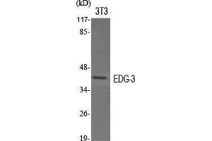 Western Blot (WB) analysis of specific cells using EDG-3 Polyclonal Antibody. (S1PR3 抗体  (N-Term))