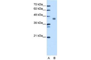 WB Suggested Anti-PDHA1 Antibody Titration: 1.