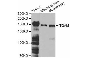 Western blot analysis of extracts of various cell lines, using ITGAM antibody. (CD11b 抗体  (AA 145-340))