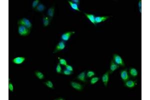 Immunofluorescence staining of Hela cells with ABIN7162837 at 1:133, counter-stained with DAPI. (FKBP4 抗体  (AA 1-240))