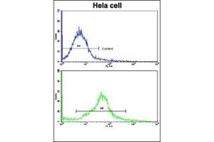Image no. 3 for anti-CAMP Responsive Element Binding Protein 3-Like 1 (CREB3L1) (AA 488-517), (C-Term) antibody (ABIN452874)