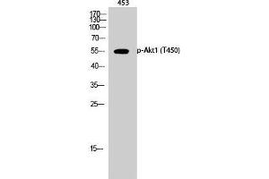 Western Blot (WB) analysis of 453 cells using Phospho-Akt1 (T450) Polyclonal Antibody. (AKT1 抗体  (pThr450))