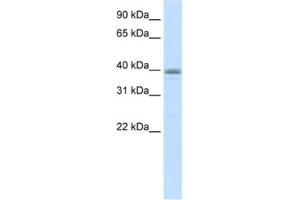 Western Blotting (WB) image for anti-Neurogenic Differentiation 6 (NEUROD6) antibody (ABIN2460462) (NEUROD6 抗体)