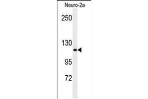 Western blot analysis of RERE Antibody in Neuro-2a cell line lysates (35ug/lane) (RERE 抗体  (N-Term))