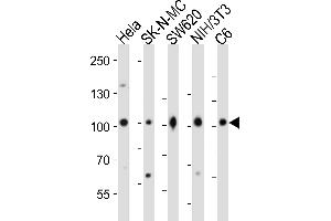 Western blot analysis of lysates from Hela, SK-N-MC, S, mouse NIH/3T3, rat C6 cell line (from left to right), using CTNNB1 Antibody (C-term) (ABIN6243127 and ABIN6577648).
