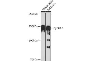 Western blot analysis of extracts of various cell lines, using SynGAP Rabbit mAb (ABIN7270663) at 1:1000 dilution. (SYNGAP1 抗体)