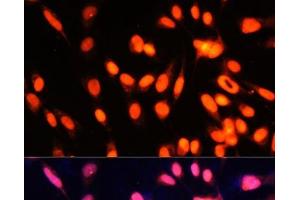 Immunofluorescence analysis of NIH-3T3 cells using ZNF433 Polyclonal Antibody at dilution of 1:100 (40x lens). (ZNF433 抗体)