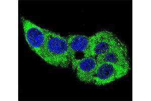 Confocal immunofluorescent analysis of g-Actin antibody with HepG2 cells followed by Alexa Fluor 488-conjugated goat anti-rabbit lgG (green). (Actin, gamma 1 抗体  (AA 188-215))