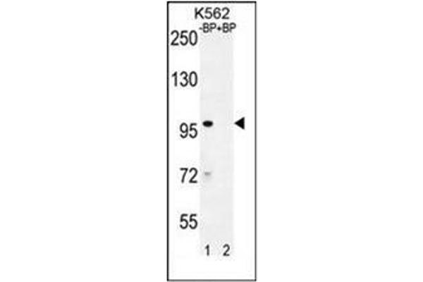 IQCA1 抗体  (C-Term)