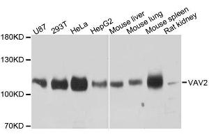 Western blot analysis of extracts of various cell lines, using VAV2 antibody. (VAV2 抗体  (AA 570-700))