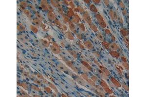 IHC-P analysis of Mouse Tissue, with DAB staining. (CDK2 抗体  (AA 93-211))