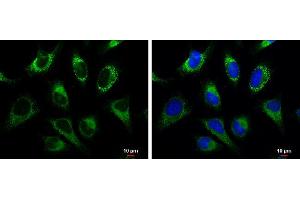 ICC/IF Image GRP94 antibody detects GRP94 protein at cytoplasm by immunofluorescent analysis. (GRP94 抗体  (C-Term))