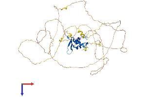 Foxo6 Protein (AA 1-559) (His tag)