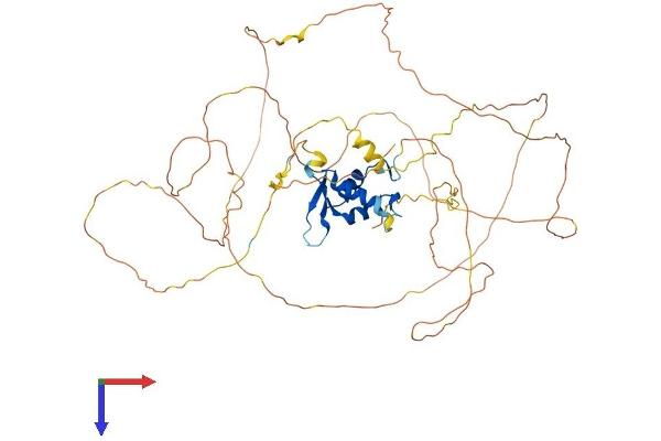 Foxo6 Protein (AA 1-559) (His tag)