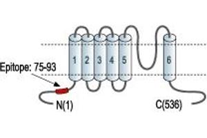 Representative domain view of the target of ABIN7043459.