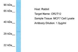 Host: Rabbit Target Name: OR2T12 Sample Type: MCF7 Whole Cell lysates Antibody Dilution: 1. (OR2T12 抗体  (C-Term))