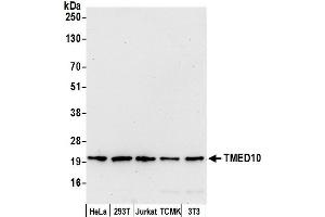 anti-Transmembrane Emp24-Like Trafficking Protein 10 (TMED10) (AA 50-100) antibody