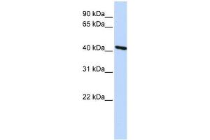 Image no. 1 for anti-Tropomodulin 3 (TMOD3) antibody (ABIN632188) (TMOD3 抗体)