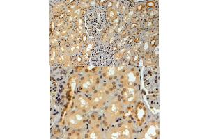 ABIN184949 (4µg/ml) staining of paraffin embedded Human Kidney. (TRIM8 抗体  (C-Term))
