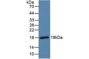 Detection of PTN in Mouse Brain Tissue using Polyclonal Antibody to Pleiotrophin (PTN) (Pleiotrophin 抗体  (AA 33-168))
