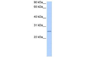 WB Suggested Anti-RPESP Antibody Titration: 0. (RPESP 抗体  (C-Term))
