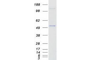 Validation with Western Blot (GATA2 Protein (Transcript Variant 2) (Myc-DYKDDDDK Tag))