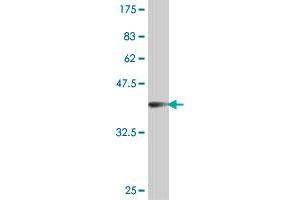 Western Blot detection against Immunogen (38. (CHAD 抗体  (AA 251-359))