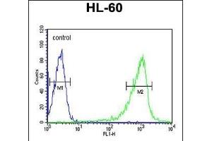 CZA1 Antibody (N-term) 7488a flow cytometric analysis of HL-60 cells (right histogram) compared to a negative control cell (left histogram). (CAPZA1 抗体  (N-Term))