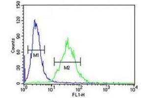 CEBPB antibody flow cytometric analysis of 293 cells (green) compared to a negative control (blue). (CEBPB 抗体  (AA 271-298))