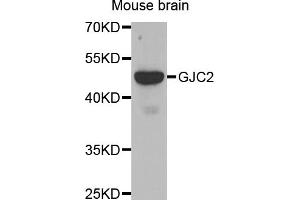 Western blot analysis of extracts of mouse brain, using GJC2 antibody (ABIN5971490) at 1/500 dilution. (GJC2 抗体)