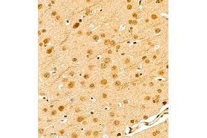 Immunohistochemistry of paraffin embedded mouse brain using scr3 (ABIN7074886) at dilution of 1:1000 (400x lens) (NCOA3 抗体)