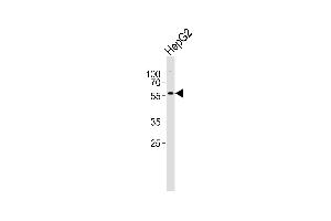 Western blot analysis of lysate from HepG2 cell line, using GABRA3 Antibody (N-term) (ABIN6243668 and ABIN6577470). (GABRA3 抗体  (N-Term))