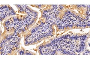 Detection of MUC2 in Porcine Small intestine Tissue using Polyclonal Antibody to Mucin 2 (MUC2) (MUC2 抗体  (AA 36-351))