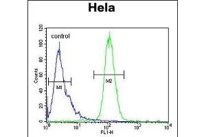 INT10 Antibody (C-term) (ABIN653879 and ABIN2843127) flow cytometric analysis of Hela cells (right histogram) compared to a negative control cell (left histogram).