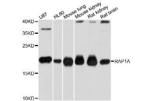 Western blot analysis of extracts of various cell lines, using RAP1A antibody. (RAP1A 抗体  (AA 50-150))