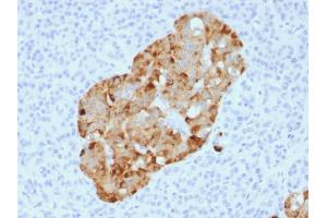 Formalin-fixed, paraffin-embedded human Pancreas stained with Chromogranin A Rabbit Recombinant Monoclonal Ab (CHGA/1731R). (Recombinant Chromogranin A 抗体)