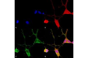 Immunocytochemistry/Immunofluorescence analysis using Mouse Anti-VGLUT1 Monoclonal Antibody, Clone S28-9 (ABIN2483716).