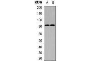 Western blot analysis of CBP80 expression in Hela (A), NIH3T3 (B) whole cell lysates.